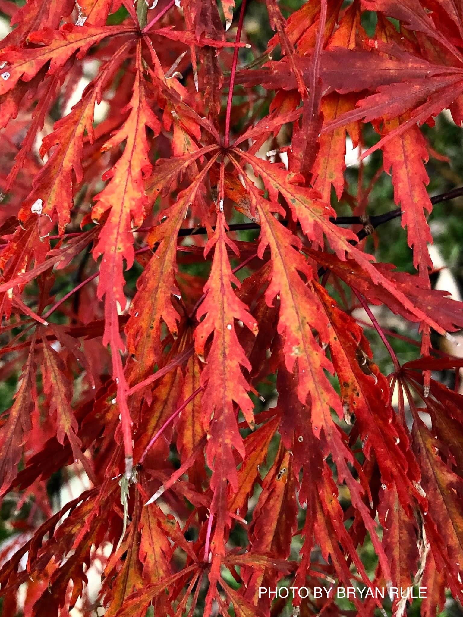 メープル様 Buy Acer palmatum dissectum 'Tamukeyama' Weeping Red Japanese
