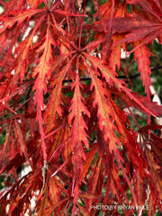 - Acer palmatum 'Tamukeyama' Weeping Red Japanese Maple - Mr Maple │ Buy Japanese Maple Trees