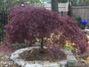 - Acer palmatum 'Tamukeyama' Weeping Red Japanese Maple - Mr Maple │ Buy Japanese Maple Trees