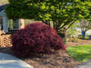 - Acer palmatum 'Tamukeyama' Weeping Red Japanese Maple - Mr Maple │ Buy Japanese Maple Trees