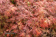 - Acer palmatum 'Tamukeyama' Weeping Red Japanese Maple - Mr Maple │ Buy Japanese Maple Trees