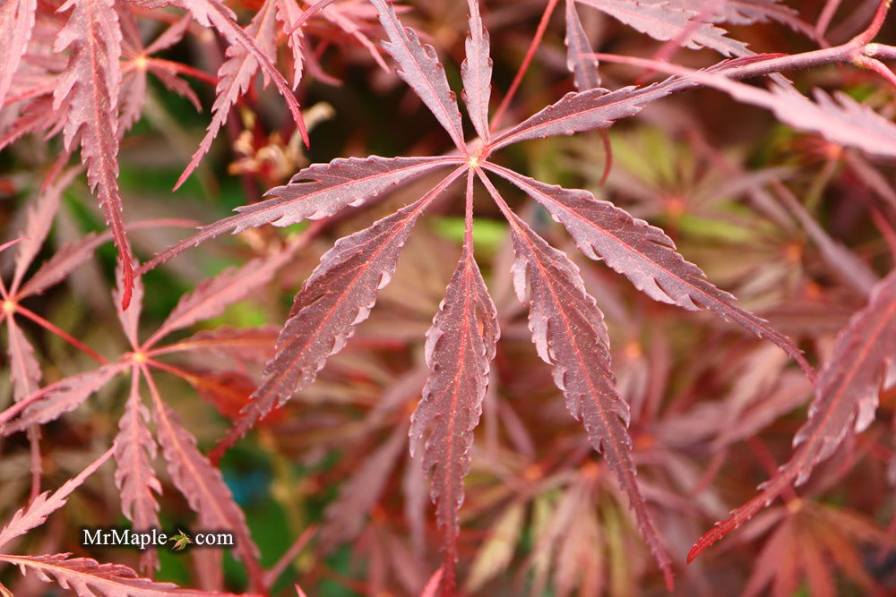 - Acer palmatum 'Tamukeyama' Weeping Red Japanese Maple - Mr Maple │ Buy Japanese Maple Trees