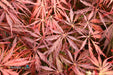 - Acer palmatum 'Tamukeyama' Weeping Red Japanese Maple - Mr Maple │ Buy Japanese Maple Trees