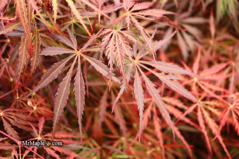 - Acer palmatum 'Tamukeyama' Weeping Red Japanese Maple - Mr Maple │ Buy Japanese Maple Trees