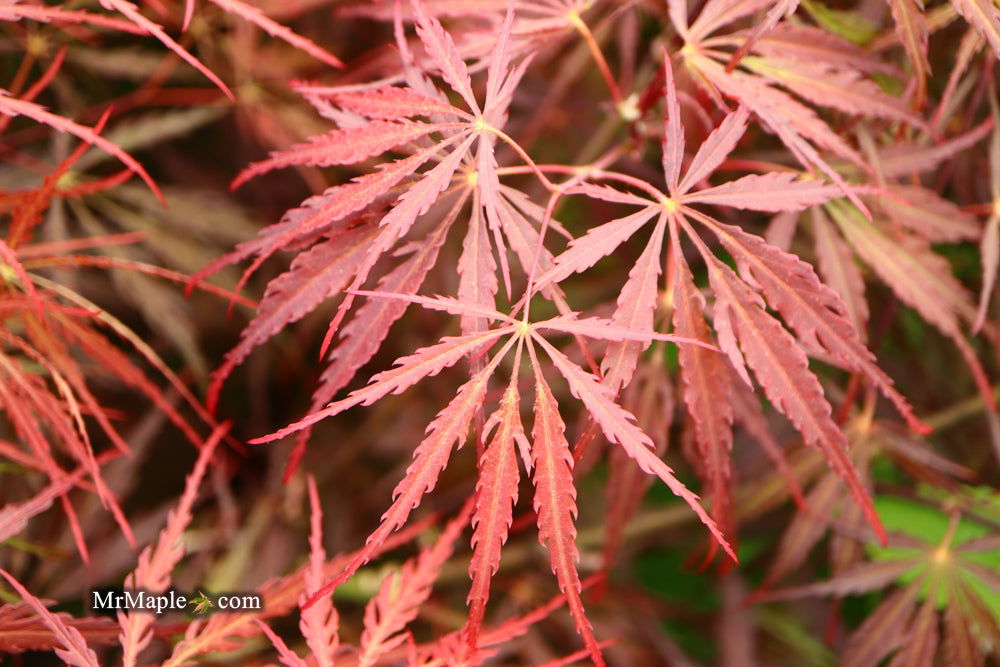 - Acer palmatum 'Tamukeyama' Weeping Red Japanese Maple - Mr Maple │ Buy Japanese Maple Trees