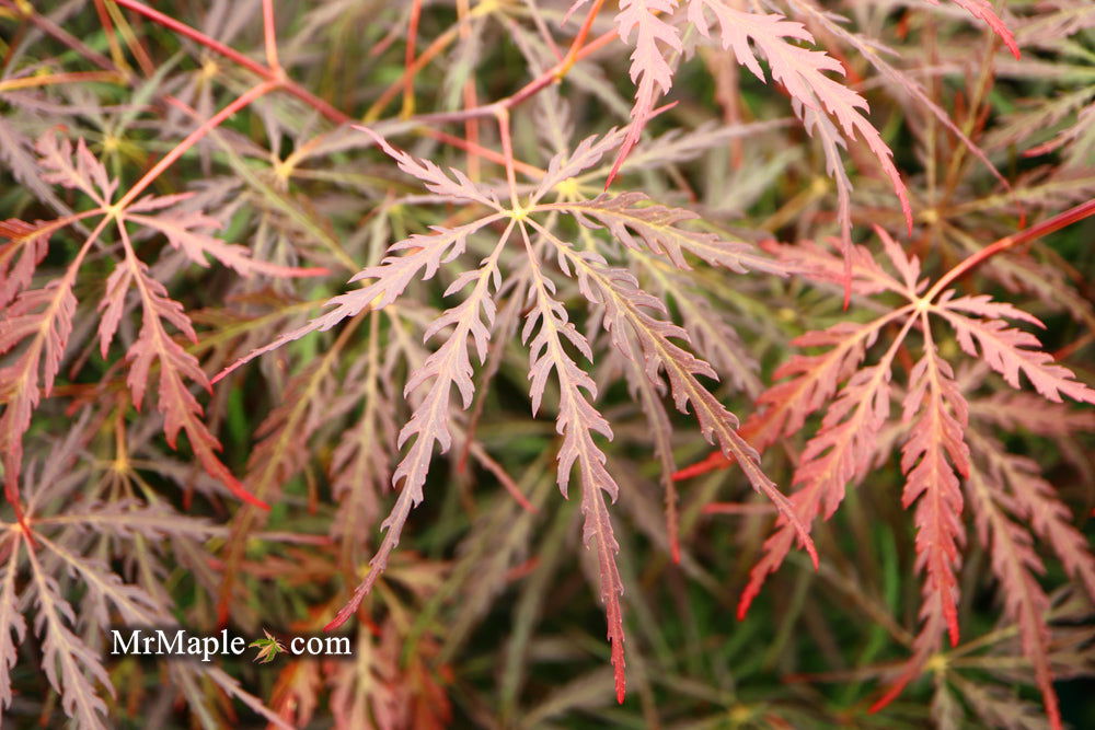 - Acer palmatum 'Tamukeyama' Weeping Red Japanese Maple - Mr Maple │ Buy Japanese Maple Trees