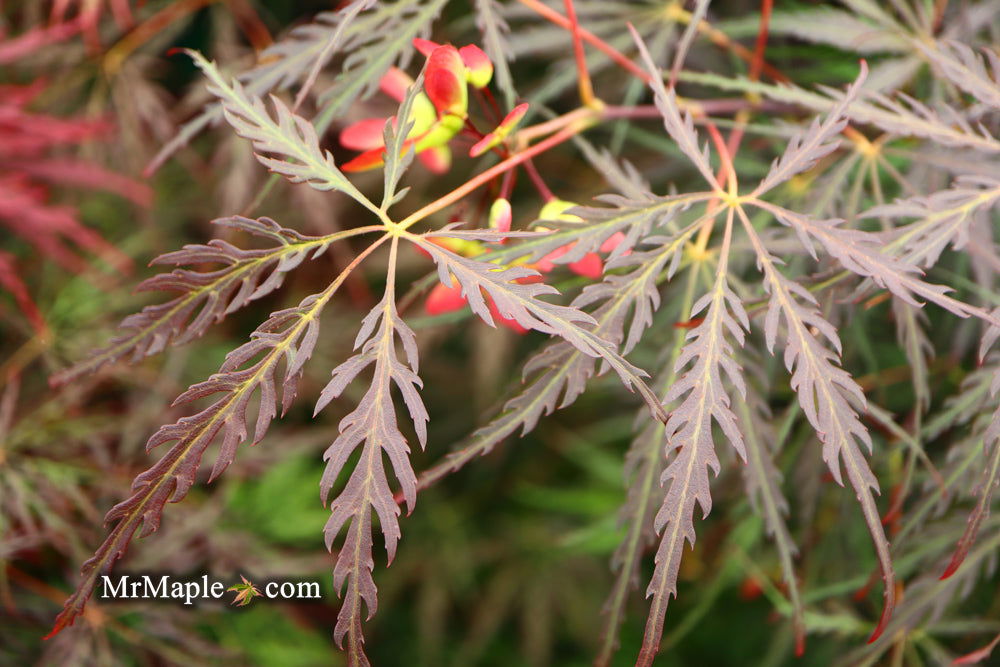 - Acer palmatum 'Tamukeyama' Weeping Red Japanese Maple - Mr Maple │ Buy Japanese Maple Trees