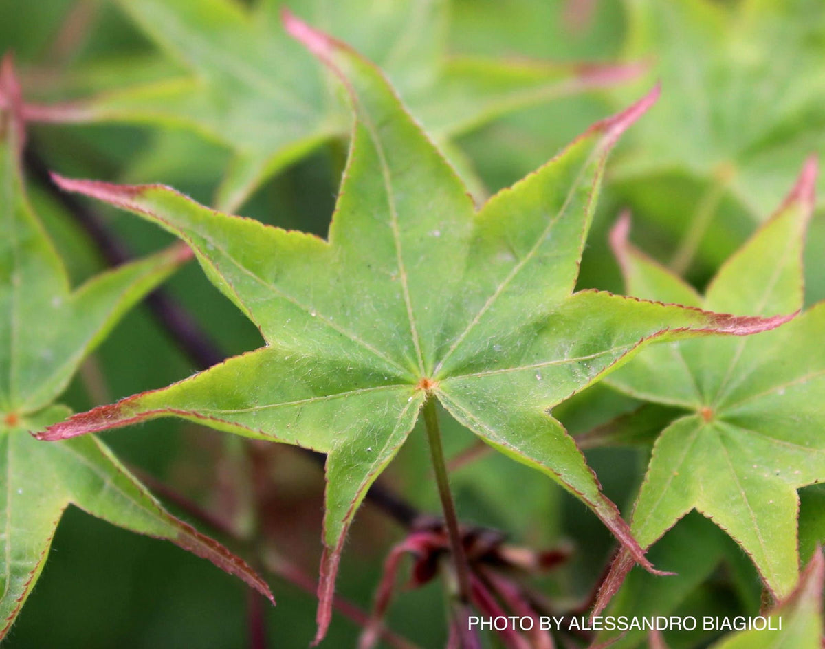 ahpl A.H.P.L ナッティダディ　　レアCOLOR Buy Acer palmatum 'Tana' Japanese Maple — Mr Maple │ Buy Japanese
