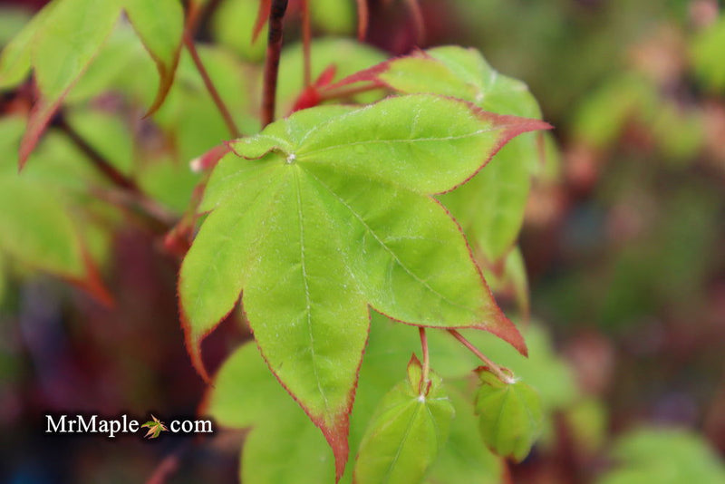 - Acer palmatum 'Tana' Japanese Maple - Mr Maple │ Buy Japanese Maple Trees