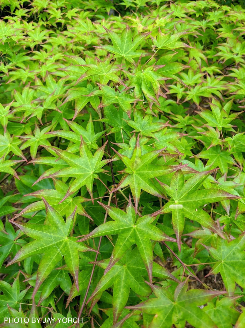 - Acer palmatum 'Tana' Japanese Maple - Mr Maple │ Buy Japanese Maple Trees