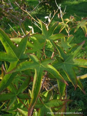 - Acer palmatum 'Tana' Japanese Maple - Mr Maple │ Buy Japanese Maple Trees