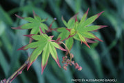 - Acer palmatum 'Tana' Japanese Maple - Mr Maple │ Buy Japanese Maple Trees