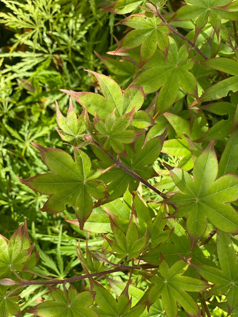 - Acer palmatum 'Tana' Japanese Maple - Mr Maple │ Buy Japanese Maple Trees