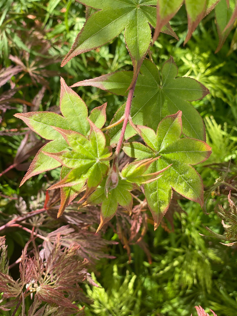 - Acer palmatum 'Tana' Japanese Maple - Mr Maple │ Buy Japanese Maple Trees