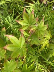 - Acer palmatum 'Tana' Japanese Maple - Mr Maple │ Buy Japanese Maple Trees