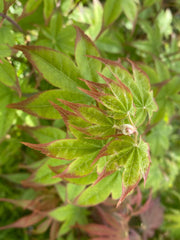 - Acer palmatum 'Tana' Japanese Maple - Mr Maple │ Buy Japanese Maple Trees