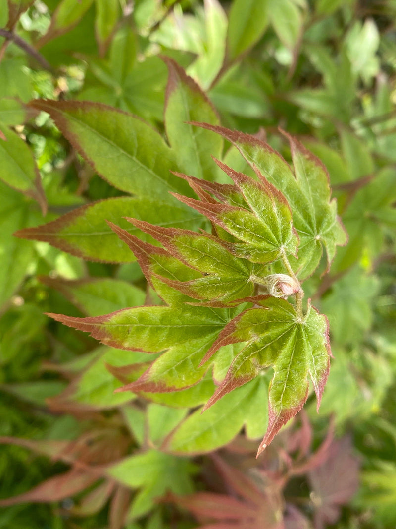 - Acer palmatum 'Tana' Japanese Maple - Mr Maple │ Buy Japanese Maple Trees