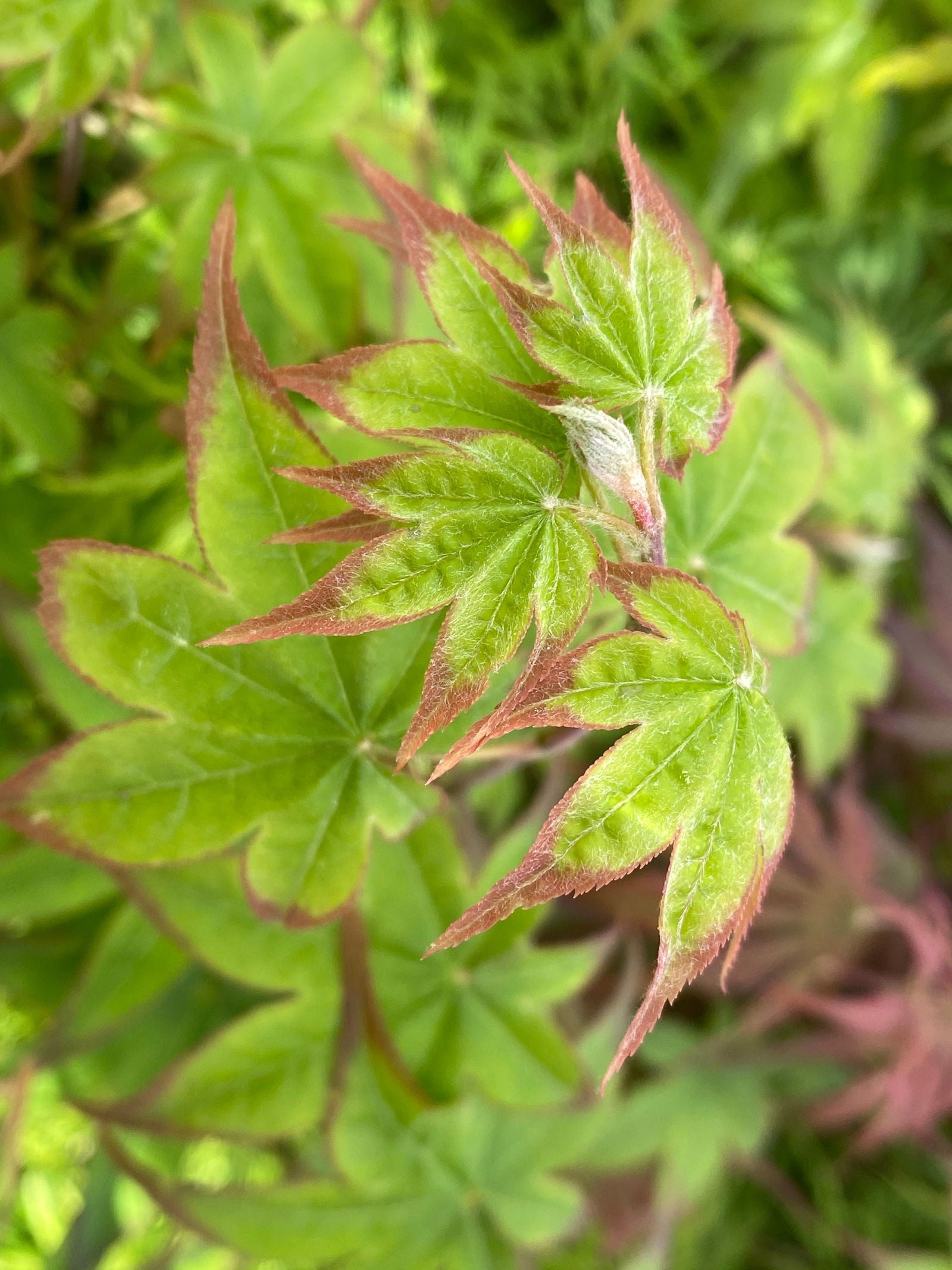 Buy Acer palmatum 'Tana' Japanese Maple — Mr Maple │ Buy Japanese