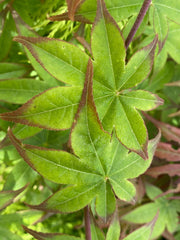 - Acer palmatum 'Tana' Japanese Maple - Mr Maple │ Buy Japanese Maple Trees