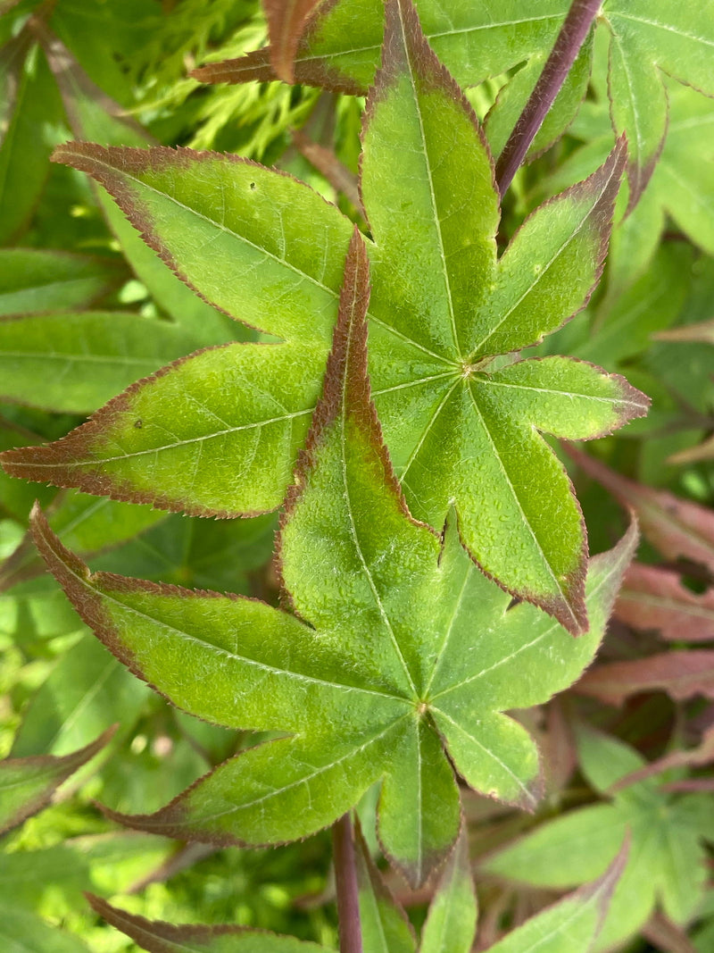 - Acer palmatum 'Tana' Japanese Maple - Mr Maple │ Buy Japanese Maple Trees
