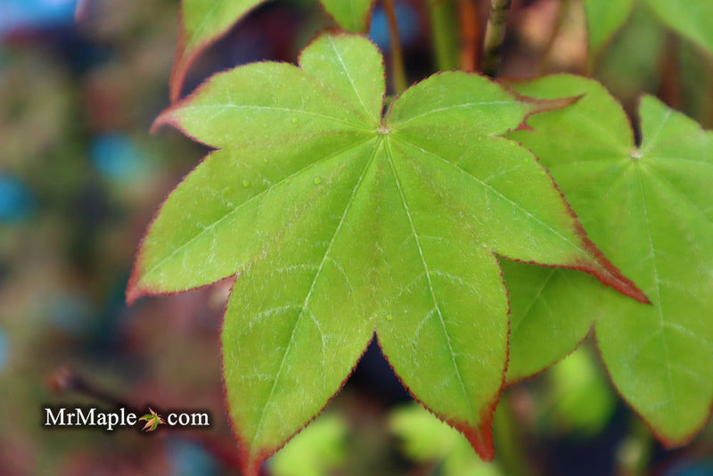 - Acer palmatum 'Tana' Japanese Maple - Mr Maple │ Buy Japanese Maple Trees