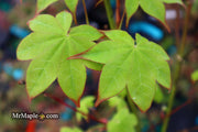 - Acer palmatum 'Tana' Japanese Maple - Mr Maple │ Buy Japanese Maple Trees