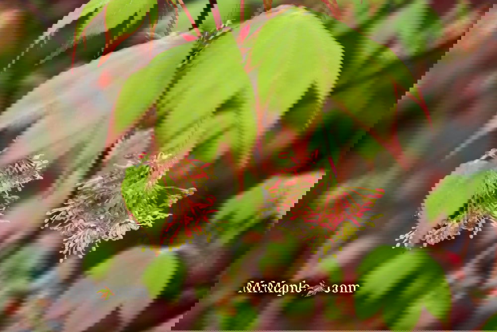 Buy Acer palmatum 'Tana' Japanese Maple — Mr Maple │ Buy Japanese