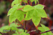 - Acer palmatum 'Tana' Japanese Maple - Mr Maple │ Buy Japanese Maple Trees