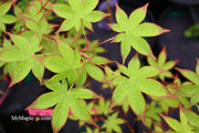 - Acer palmatum 'Tana' Japanese Maple - Mr Maple │ Buy Japanese Maple Trees