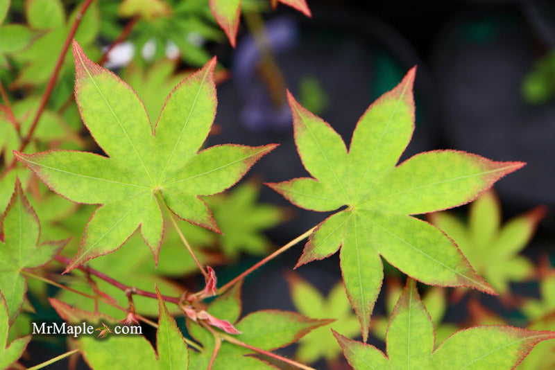 - Acer palmatum 'Tana' Japanese Maple - Mr Maple │ Buy Japanese Maple Trees