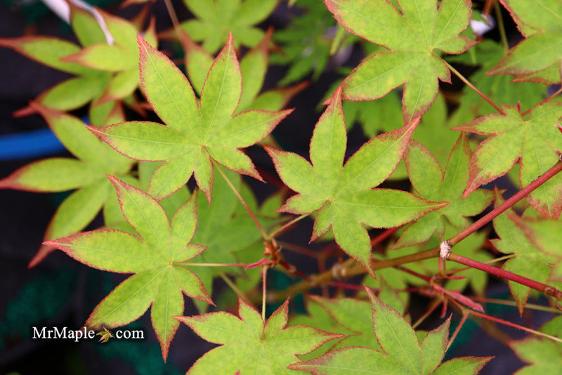 - Acer palmatum 'Tana' Japanese Maple - Mr Maple │ Buy Japanese Maple Trees