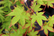 - Acer palmatum 'Tana' Japanese Maple - Mr Maple │ Buy Japanese Maple Trees
