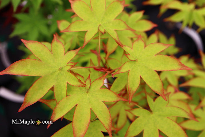 - Acer palmatum 'Tana' Japanese Maple - Mr Maple │ Buy Japanese Maple Trees