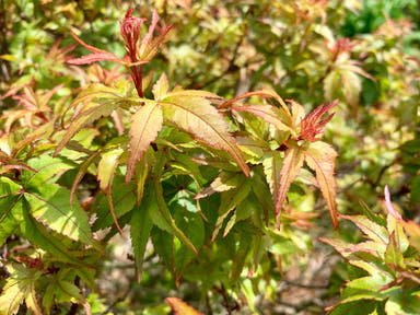 - Acer palmatum 'Taro yama' Dwarf Japanese Maple - Mr Maple │ Buy Japanese Maple Trees