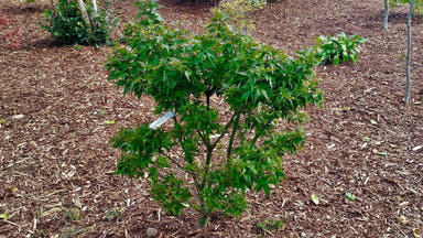 - Acer palmatum 'Taro yama' Dwarf Japanese Maple - Mr Maple │ Buy Japanese Maple Trees