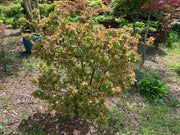 - Acer palmatum 'Taro yama' Dwarf Japanese Maple - Mr Maple │ Buy Japanese Maple Trees