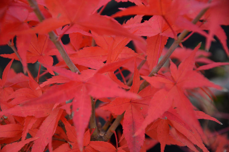 - Acer palmatum 'Taro yama' Dwarf Japanese Maple - Mr Maple │ Buy Japanese Maple Trees