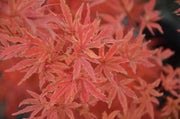 - Acer palmatum 'Tennyo-no-hoshi' Japanese Maple - Mr Maple │ Buy Japanese Maple Trees