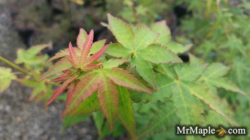 - Acer palmatum 'Tess' Japanese Maple - Mr Maple │ Buy Japanese Maple Trees