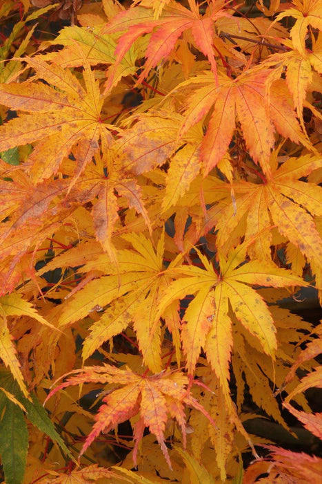 '- Acer palmatum 'Tiger Rose' Japanese Maple - Mr Maple │ Buy Japanese Maple Trees