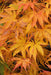 '- Acer palmatum 'Tiger Rose' Japanese Maple - Mr Maple │ Buy Japanese Maple Trees