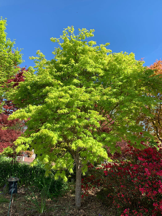 '- Acer palmatum 'Tiger Rose' Japanese Maple - Mr Maple │ Buy Japanese Maple Trees