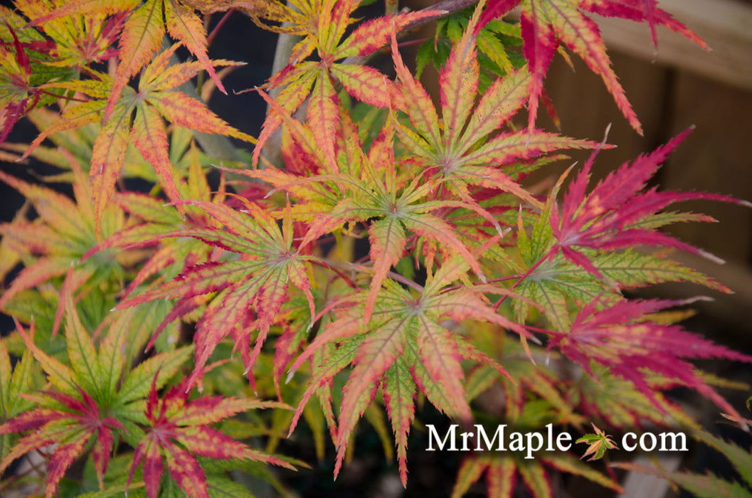 '- Acer palmatum 'Tiger Rose' Japanese Maple - Mr Maple │ Buy Japanese Maple Trees