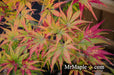 '- Acer palmatum 'Tiger Rose' Japanese Maple - Mr Maple │ Buy Japanese Maple Trees