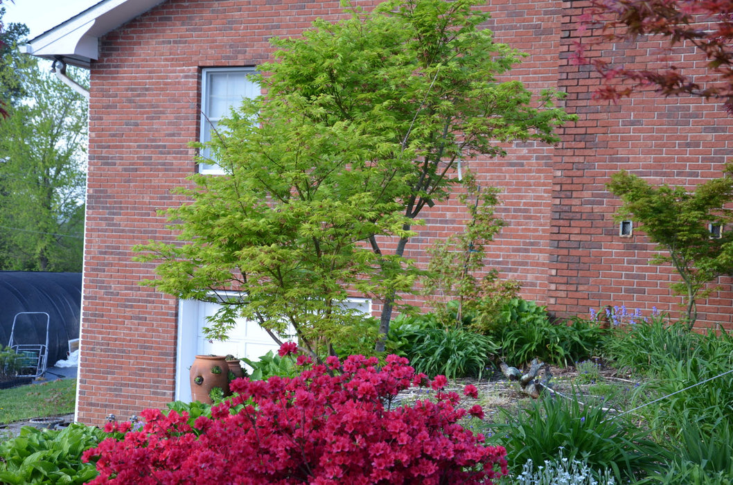 '- Acer palmatum 'Tiger Rose' Japanese Maple - Mr Maple │ Buy Japanese Maple Trees