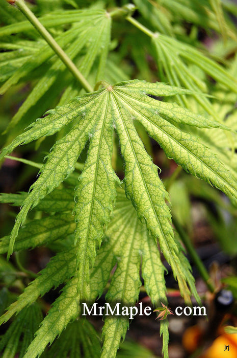 '- Acer palmatum 'Tiger Rose' Japanese Maple - Mr Maple │ Buy Japanese Maple Trees