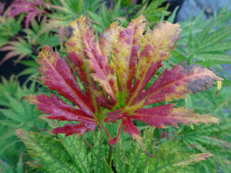 - Acer palmatum 'Tiger Rose' Japanese Maple - Mr Maple │ Buy Japanese Maple Trees