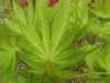 '- Acer palmatum 'Tiger Rose' Japanese Maple - Mr Maple │ Buy Japanese Maple Trees