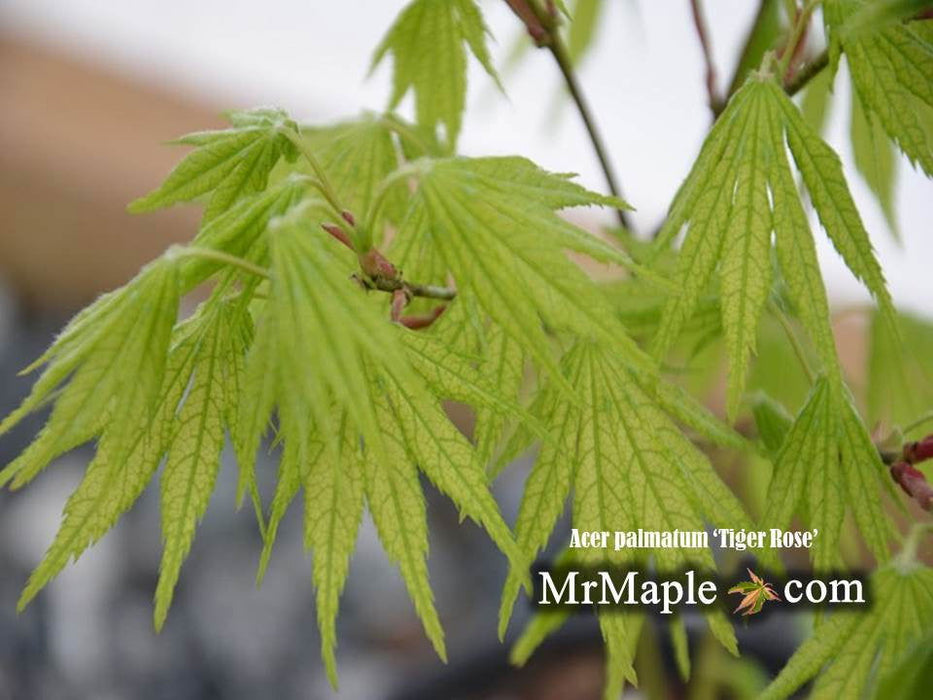 '- Acer palmatum 'Tiger Rose' Japanese Maple - Mr Maple │ Buy Japanese Maple Trees