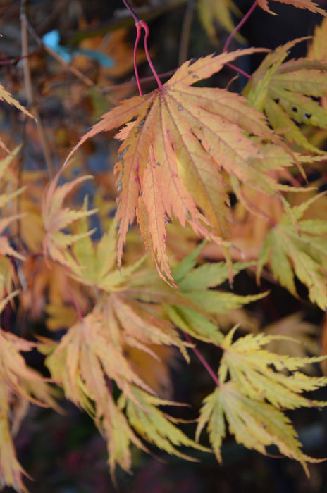 '- Acer palmatum 'Tiger Rose' Japanese Maple - Mr Maple │ Buy Japanese Maple Trees